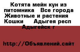 Котята мейн-кун из питомника - Все города Животные и растения » Кошки   . Адыгея респ.,Адыгейск г.